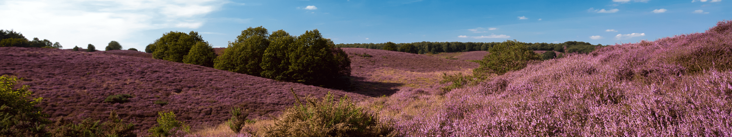 Banner Goedkoop huisje huren